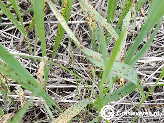 Dollarspot in het gazon