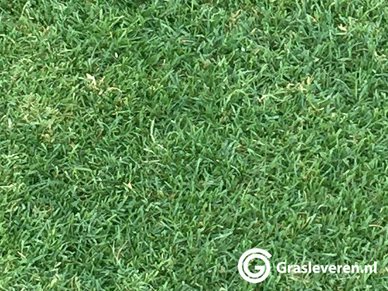 Groene plekken in het gazon