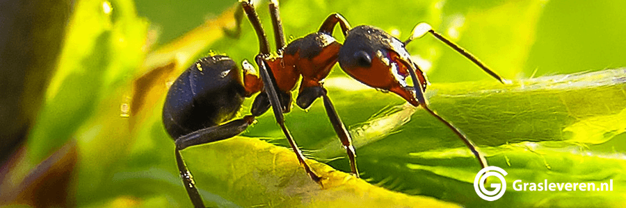 Mieren in het gazon