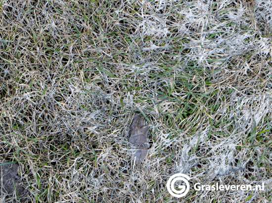 Sneeuwschimmel in het gazon